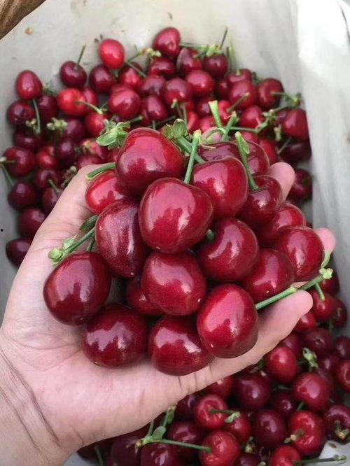 吃瓜网红事件樱桃是真的吗,真相揭秘,是真是假? 第1张 吃瓜网红事件樱桃是真的吗,真相揭秘,是真是假? 第1张