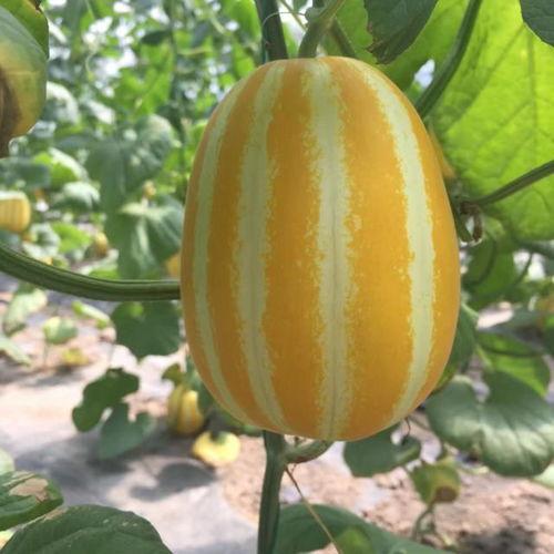 上海网红八卦吃瓜微博,吃瓜群众热议不断  第1张